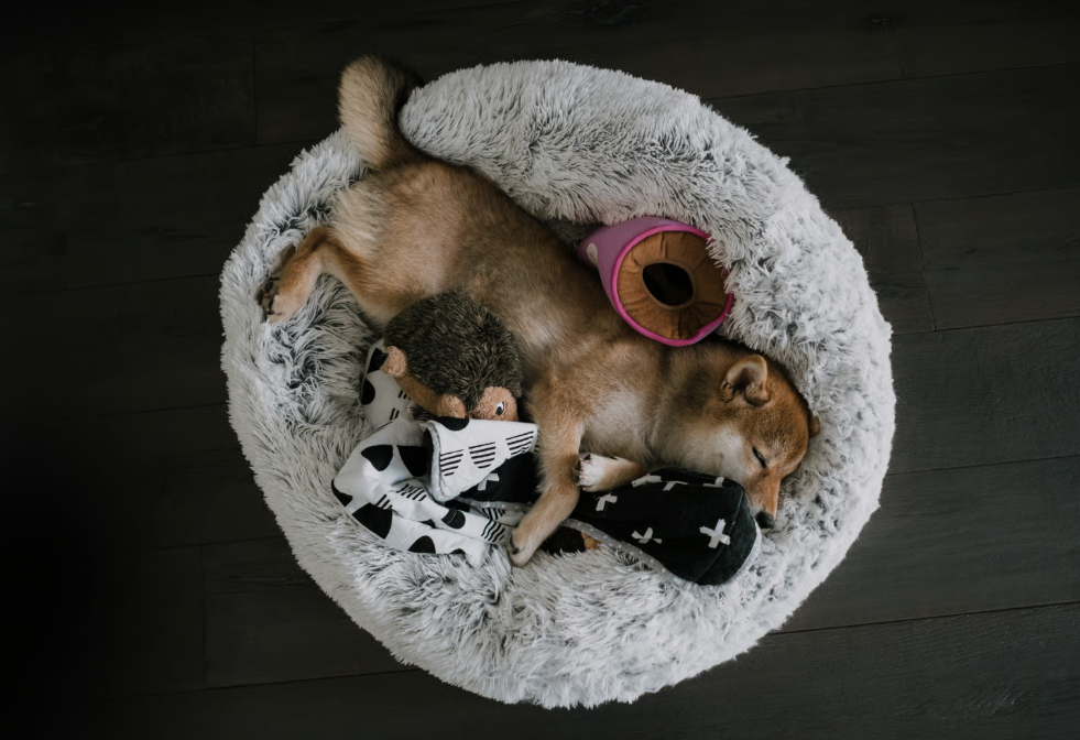 Comfort & Nutrition